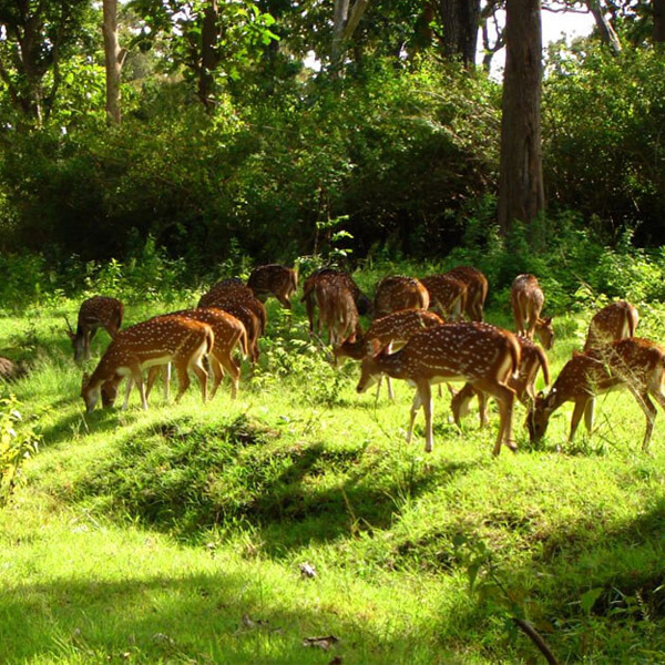 Barnawapara Wildlife Sanctuary